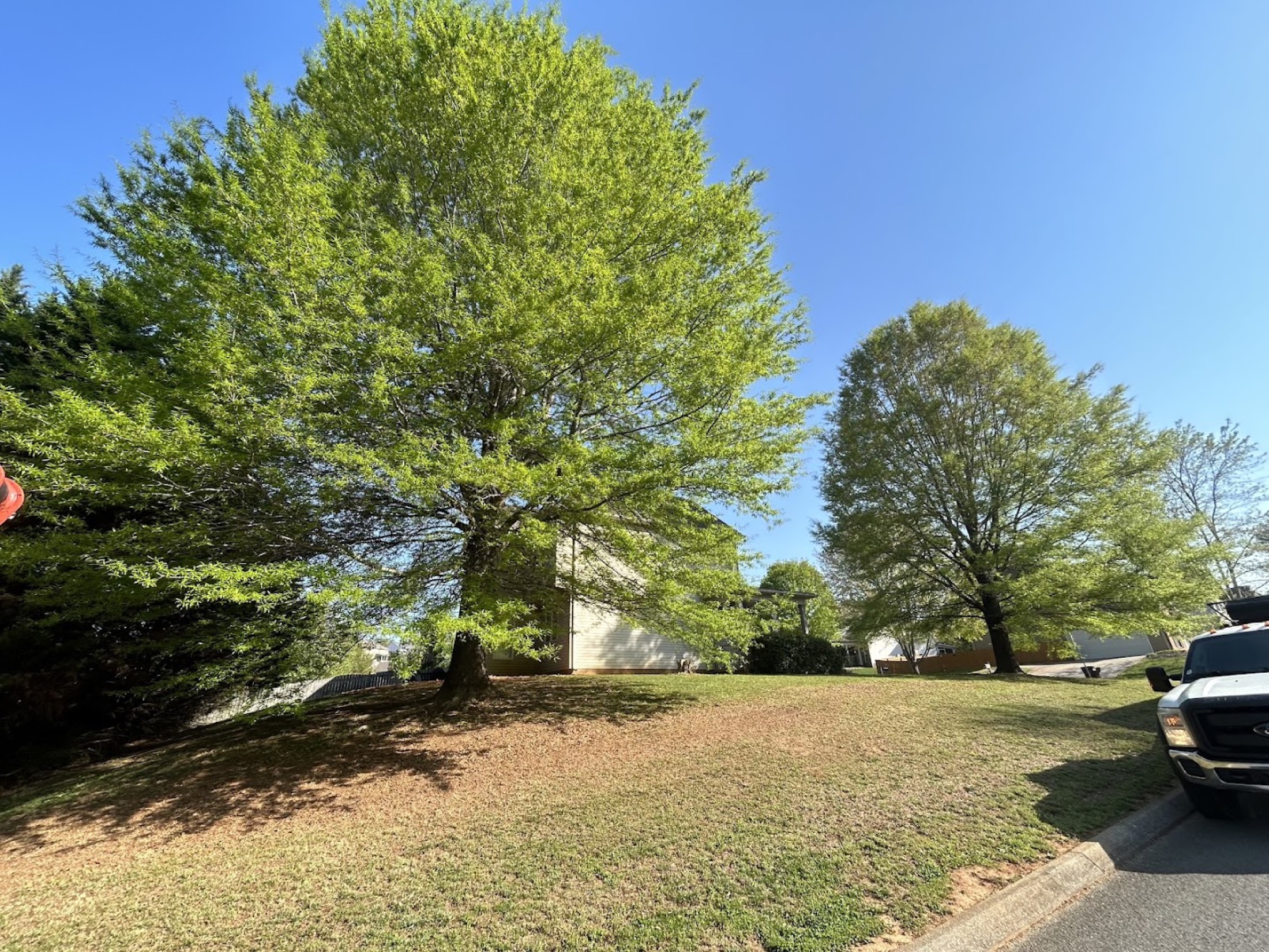 A large mature oak on a green Knoxville property