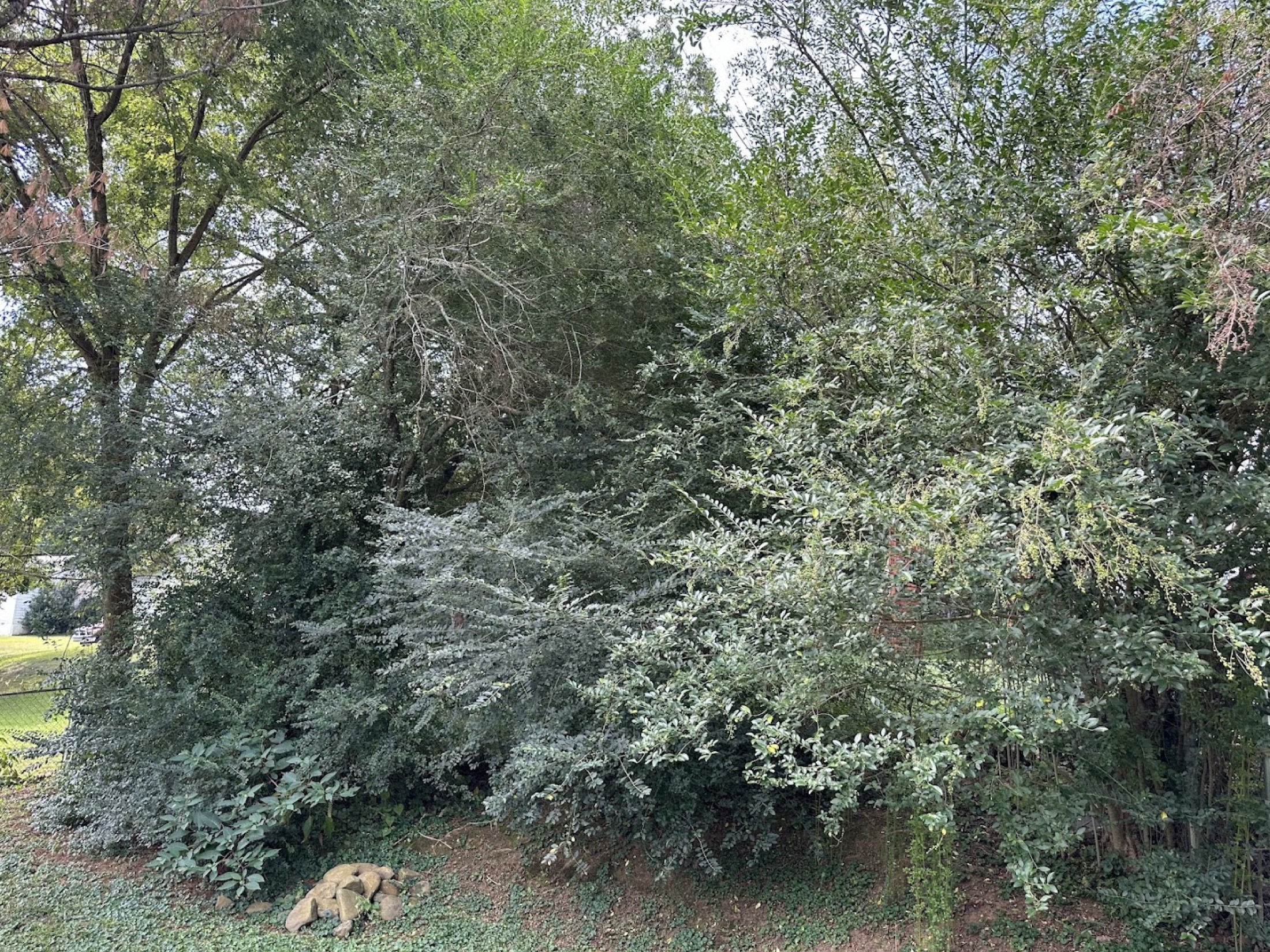 A leafy green tree canopy on a Knoxville property
