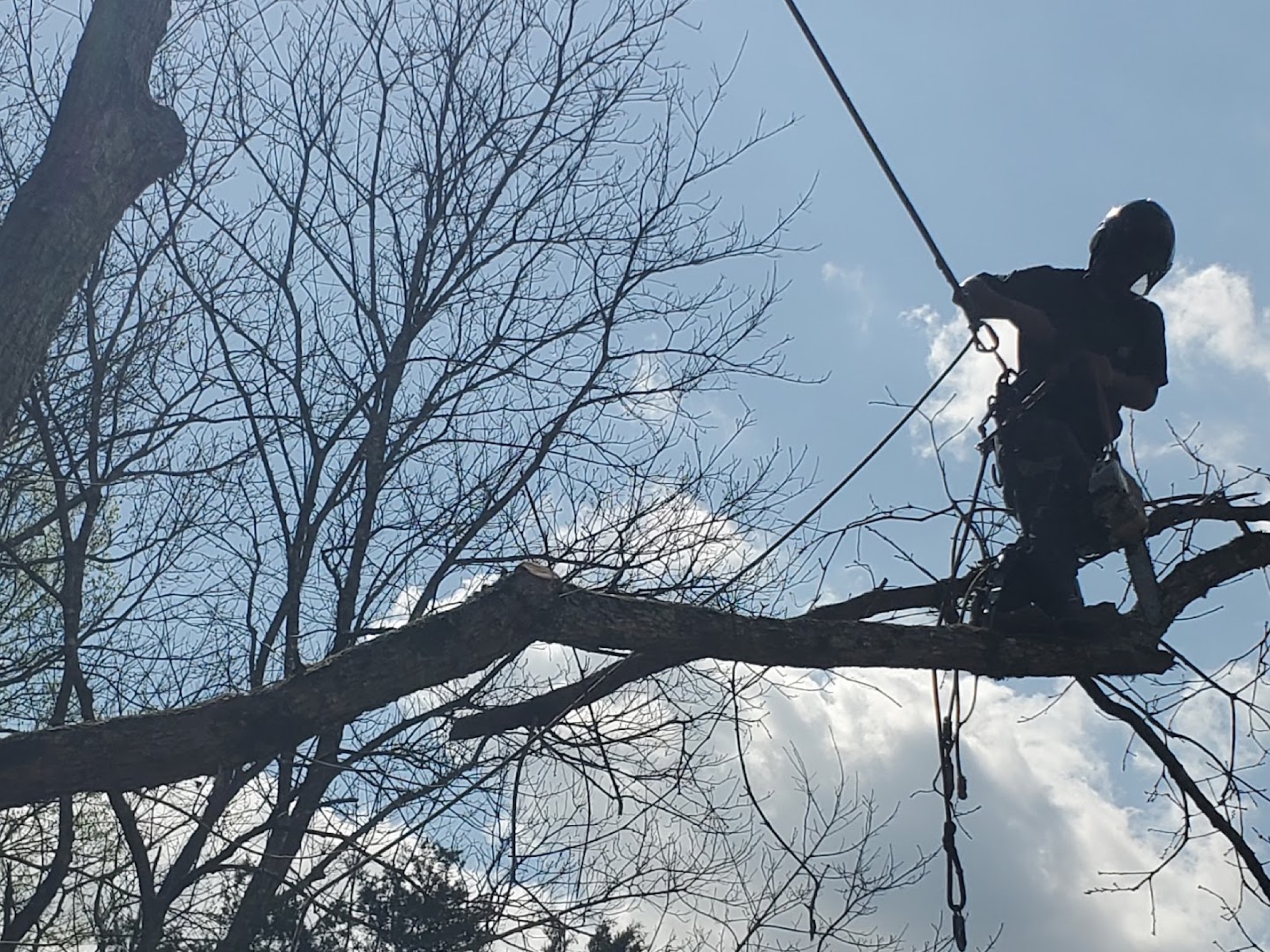 A Nick's Tree Service climber roped high in a large tree against the sky in Knoxville