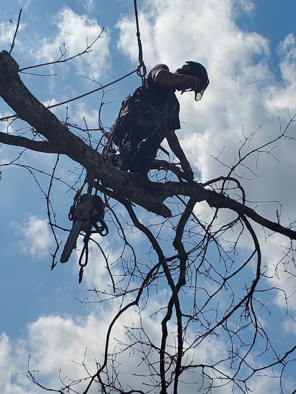 An arborist pruning overhanging branches from a mature tree
