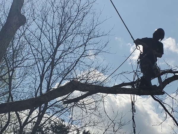 A Nick's Tree Service climber roped high in a tree in Knoxville