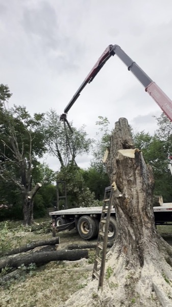 A crane lifting a large section of tree trunk