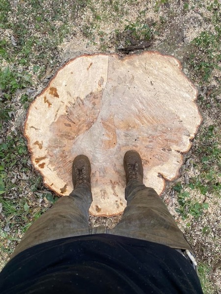 A large freshly cut tree stump