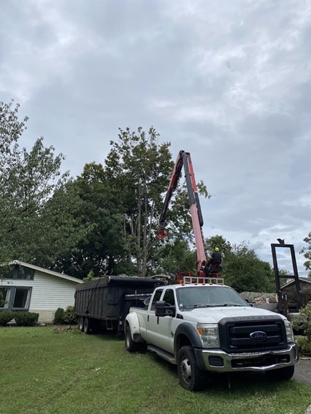 A crane removing a large tree beside a house