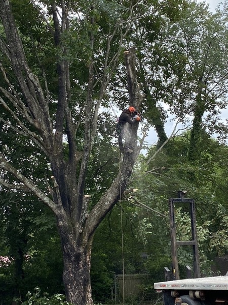 A climber running a chainsaw high in a tree