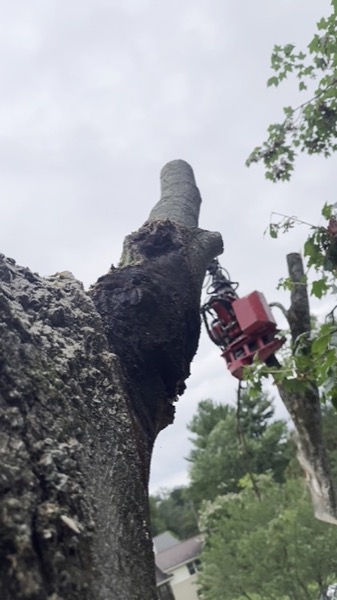 A chainsaw cutting through a large tree trunk