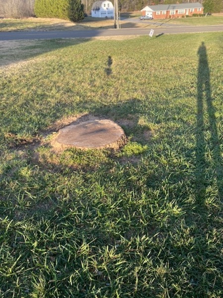 A ground-down tree stump in a yard