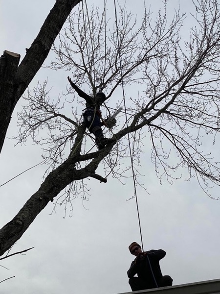A climber removing a bare tree near power lines