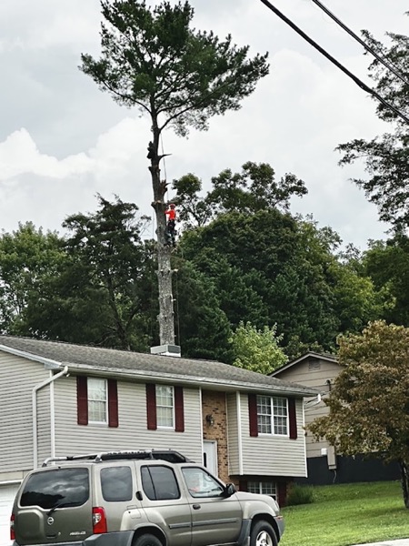 A bucket truck reaching up to a tree by a house