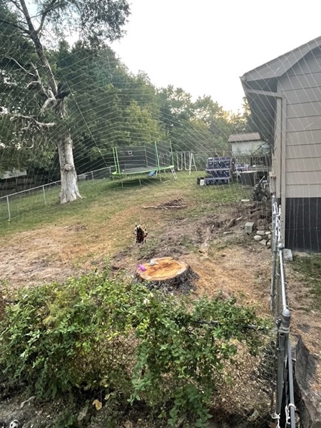 A cleared yard with logs after a removal