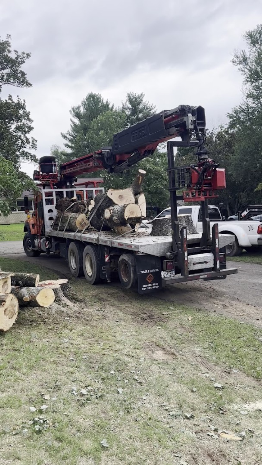 A grapple truck loaded with logs after a removal