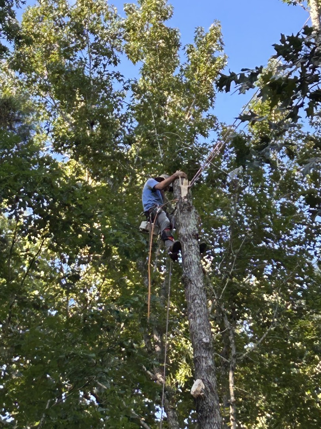 A Knoxville yard left clean after tree work by Nick's Tree Service