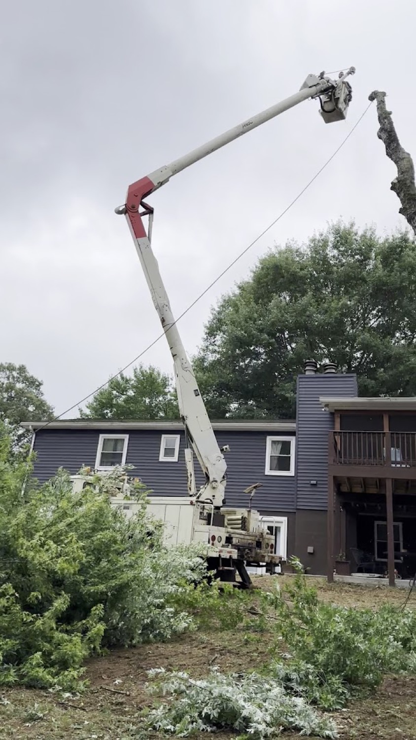 A large healthy tree and a tidy yard after a Knoxville job