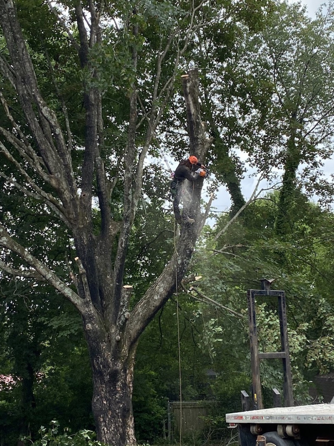 A climber running a chainsaw high in a tree on a Knoxville job